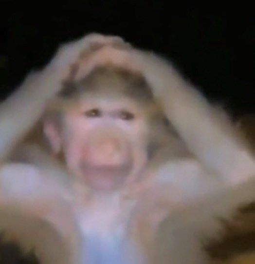 monke